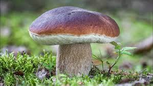 Raccolta funghi 2026